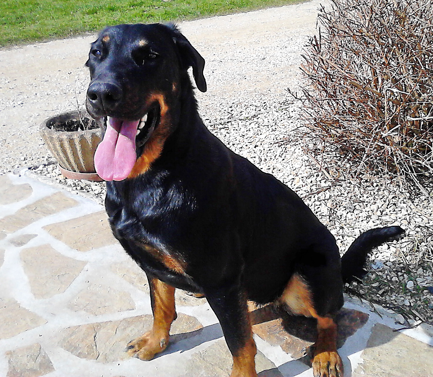  domainedelalicorne.fr photo chien beauceron photo chiot beauceron Elevage de beauceron chiot beauceron pure race élevage du clos de la licorne elevage des gardiens de la licorne elevage beauceron noir et feu authentique gros gabarits élevage de Beauceron familial sérieux et qualité domainedelalicorne.fr suivi des chiots conseil d’éducation chiot propre bas rouge santé caractère spécialiste du beauceron noir et feu ou arlequin chien rustique berger de France  nos chiots sont élevés avec amour et attention notre passion au service de la qualité Beauceron de qualité et sportif domaine de la licorne 04380 BARRAS élevage en liberté éleveur berger de beauce élevage de beauceron de travail 06 11 20 51 93 site domainedelalicorne.fr mail domainedelalicorne@gmail.com